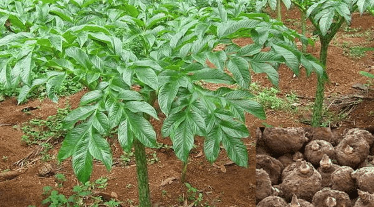 Vegetable Farming