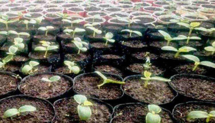 Vegetable Farming