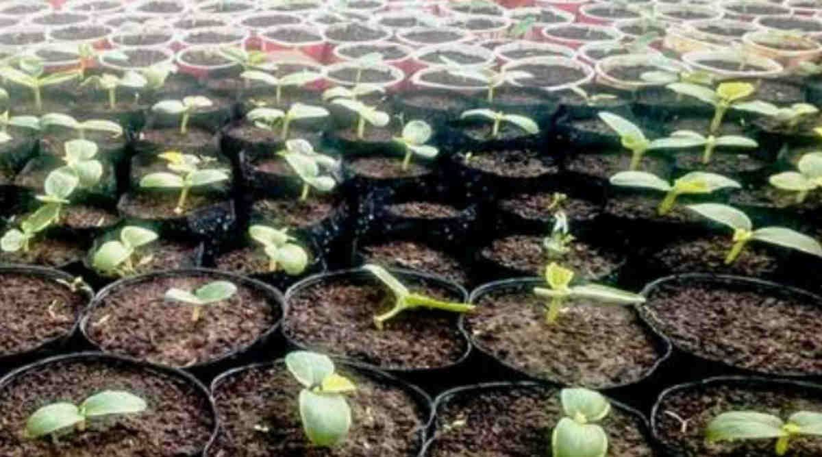 Vegetable Farming