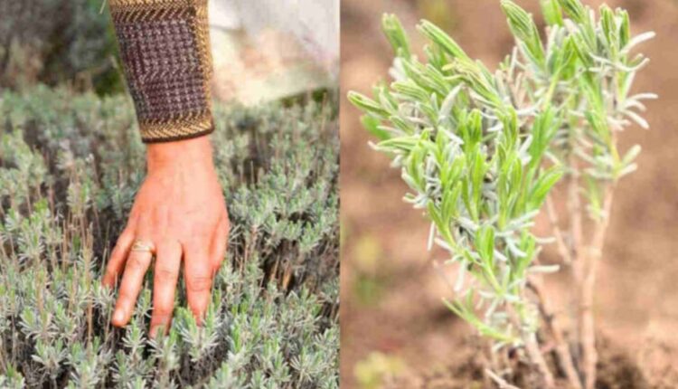 Lavender Cultivation
