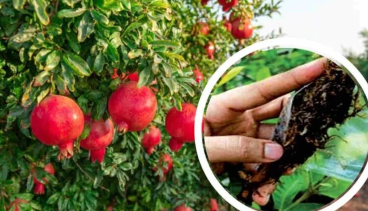 Pomegranate Cultivation