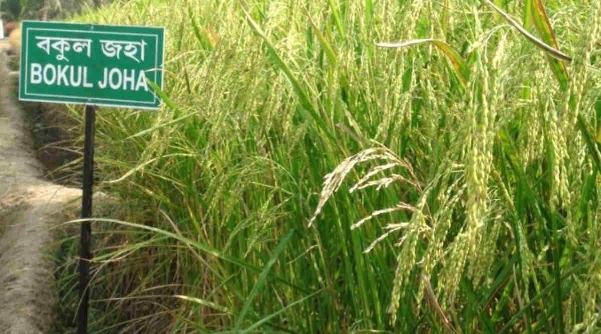Joha Rice Farming