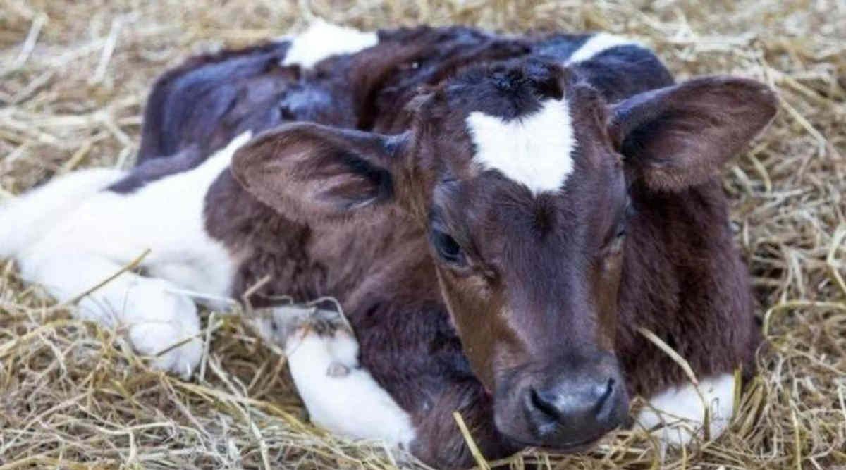 Dairy Cattle