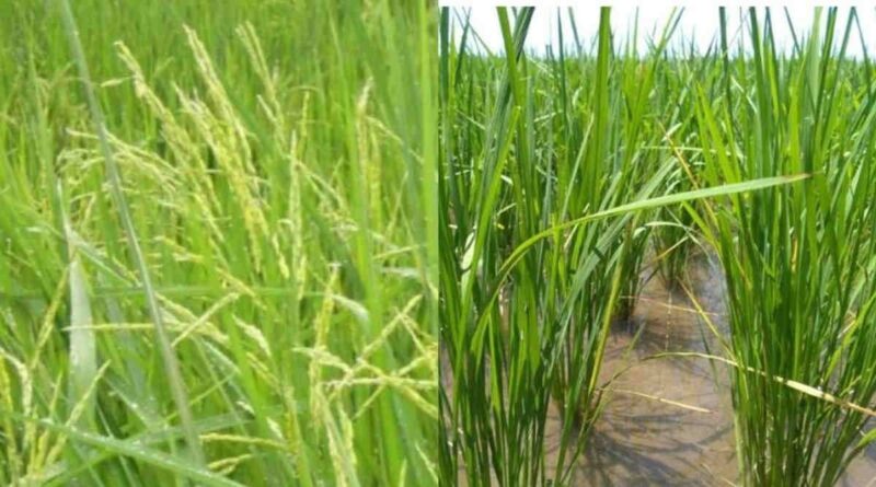 Contribution of leading institutions in the development of improved rice varieties in India: The key to success for farmers