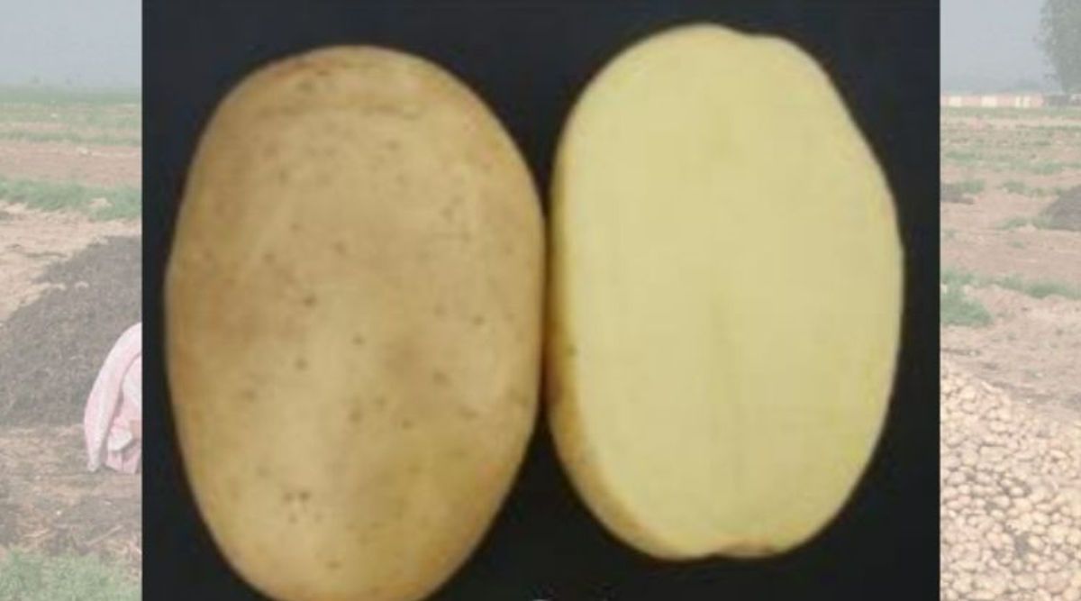 Potato Varieties