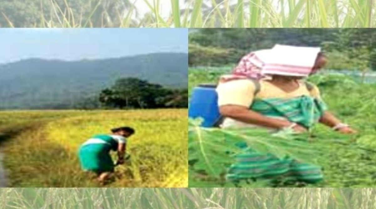 Joha Rice Farming