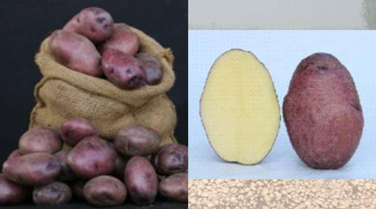 Potato Varieties