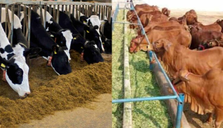 Andhra Pradesh farmer does animal based organic farming