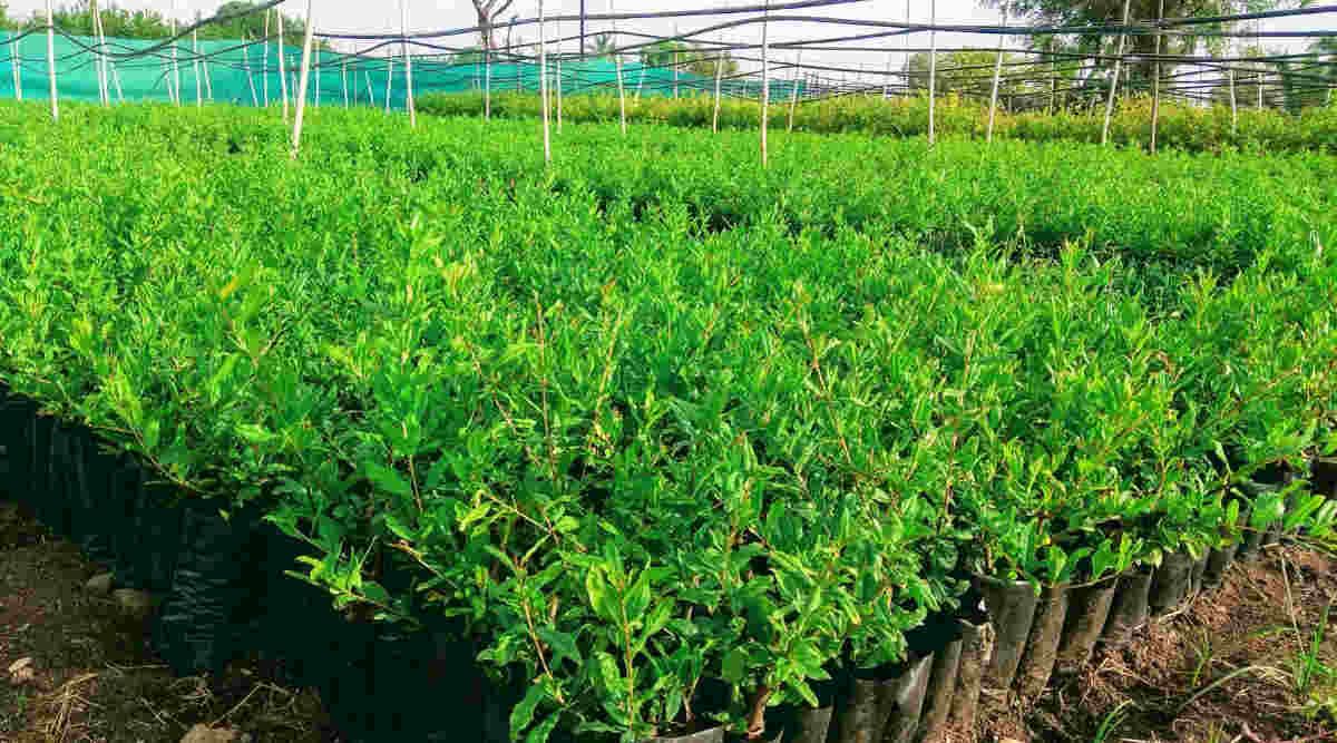 Pomegranate Cultivation