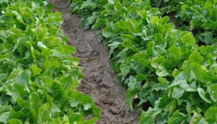 Revolution with Natural Farming