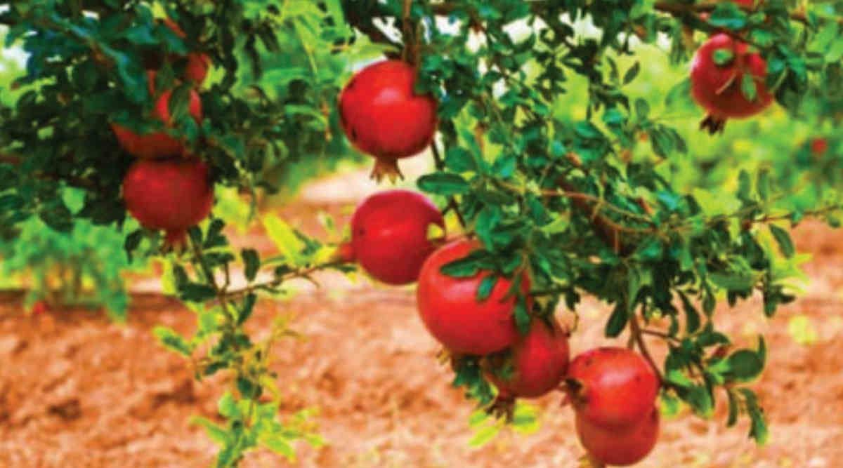 Pomegranate Cultivation