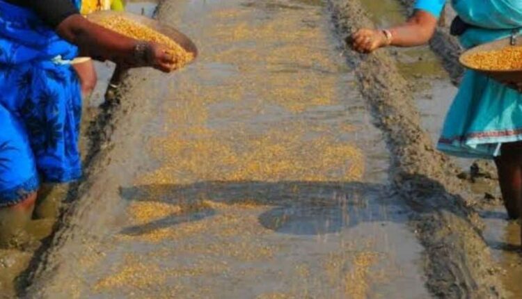 Major rice varieties developed scientifically in India