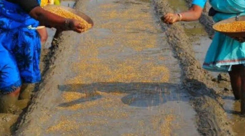 Major rice varieties developed scientifically in India