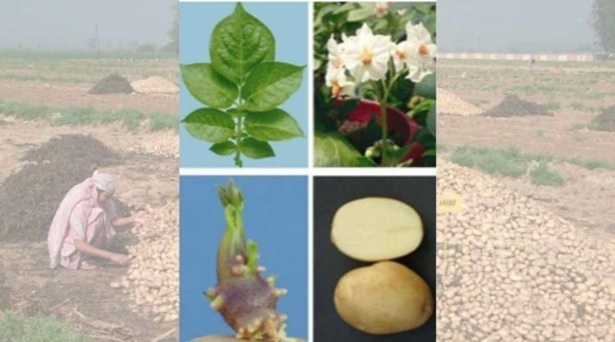 Potato Varieties