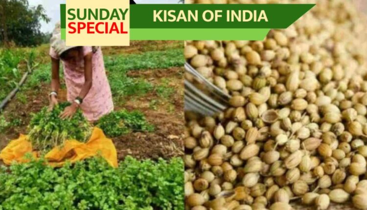 Coriander Cultivation