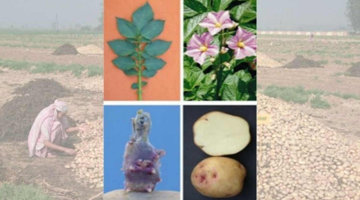 Potato Varieties