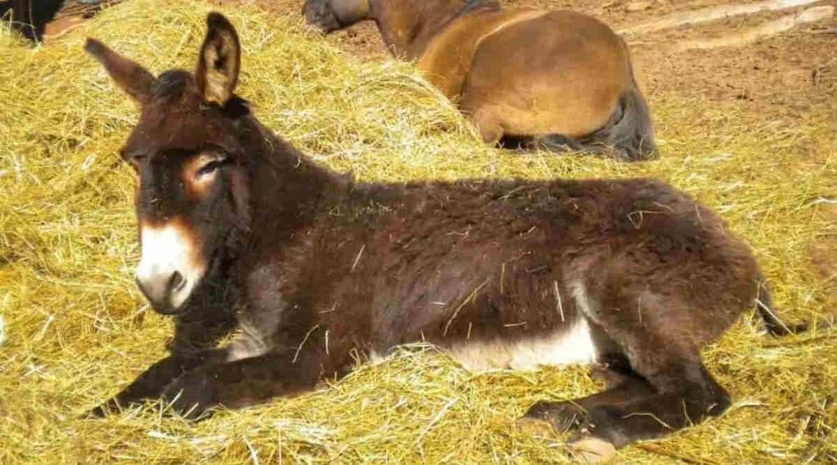 Donkey Farming