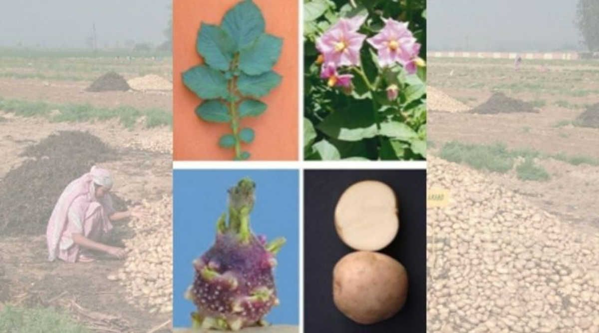 Potato Varieties