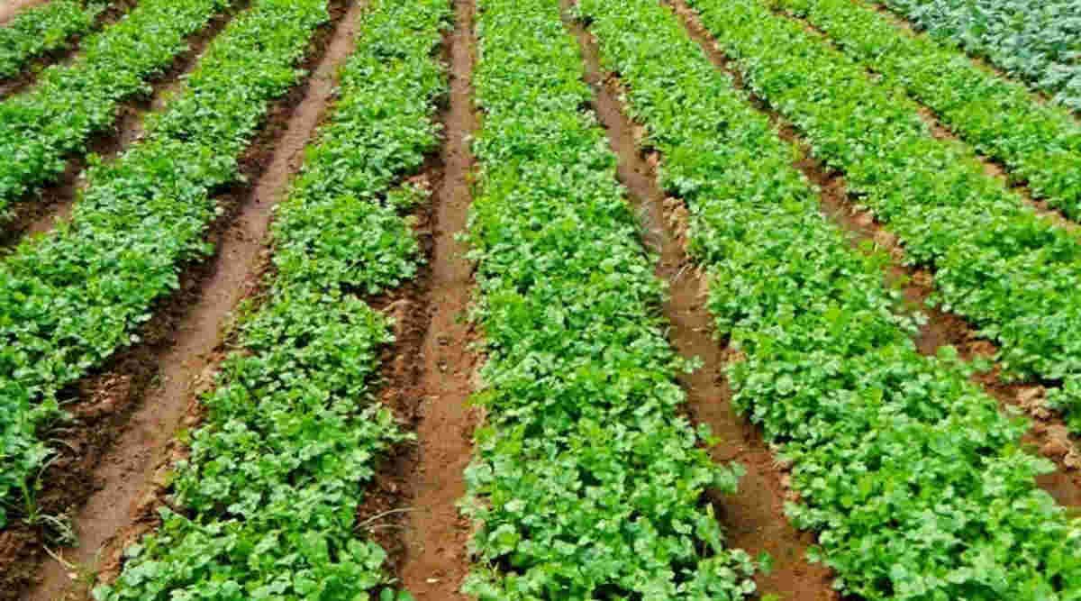 Coriander Cultivation