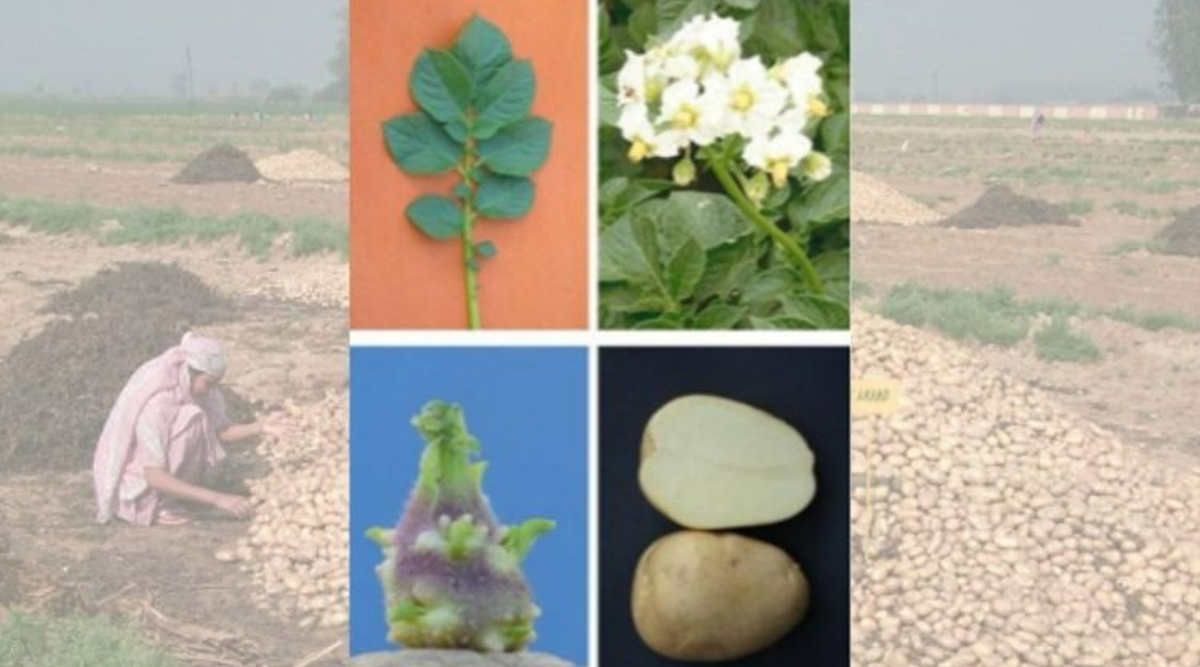 Potato Varieties