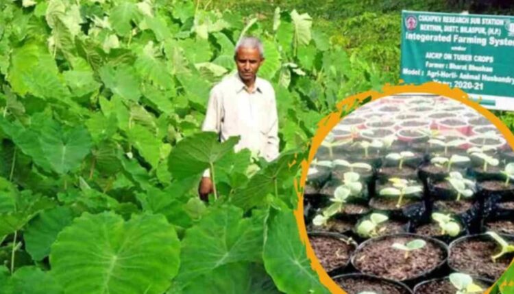 Vegetable Farming