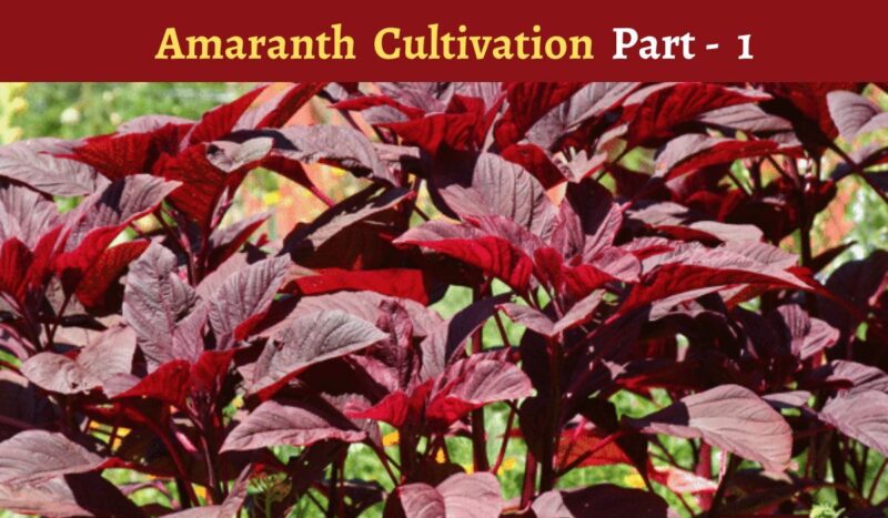 Amaranth Cultivation: Why is it beneficial for farmers with small holdings?