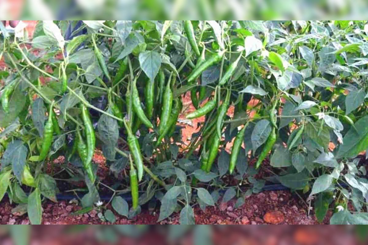Green Chilli