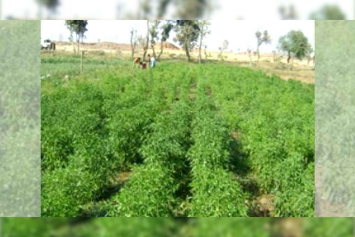 Green Chilli