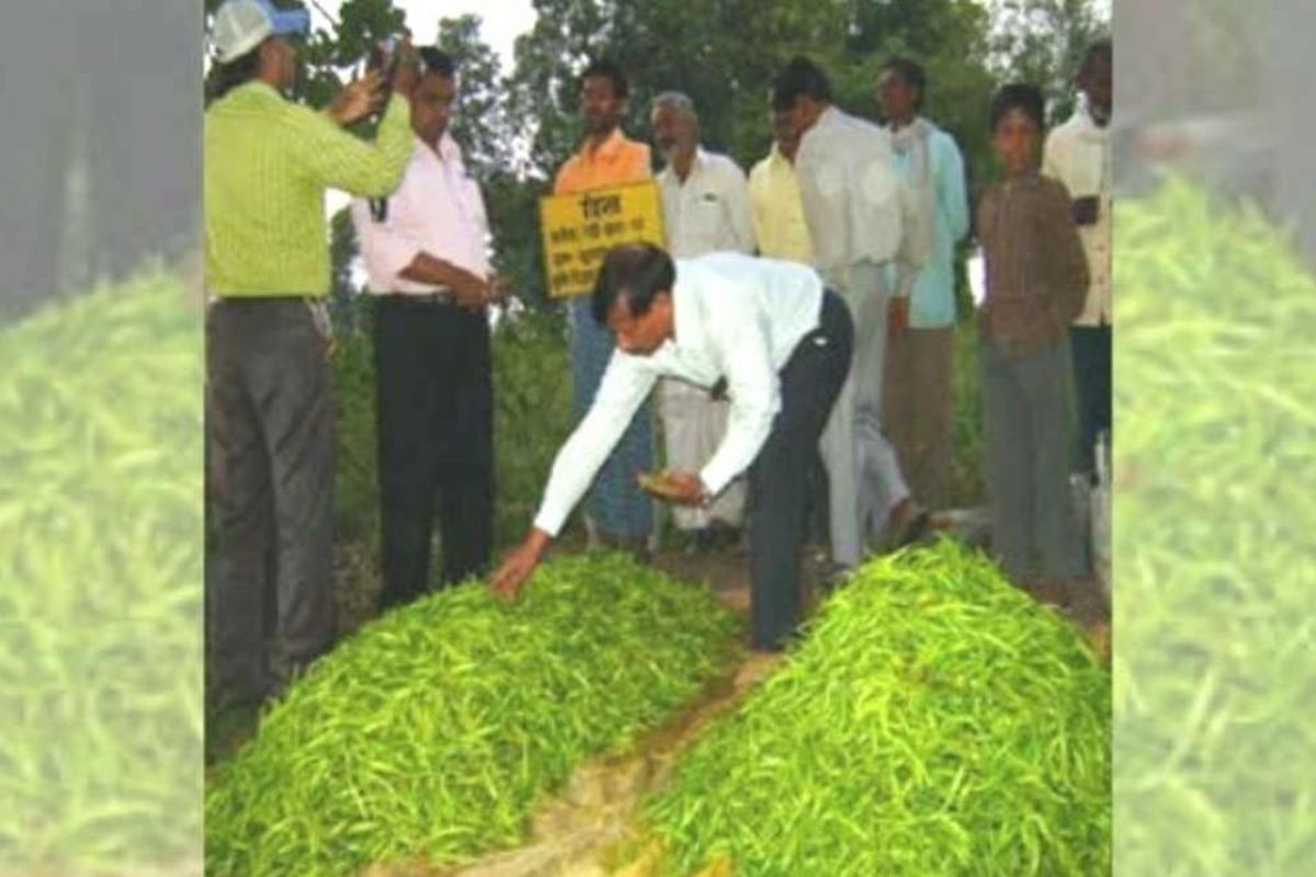 Green Chilli
