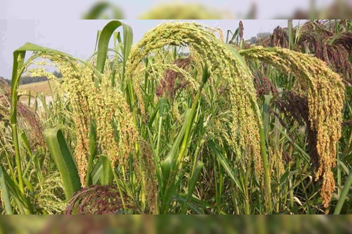 Millet Farming
