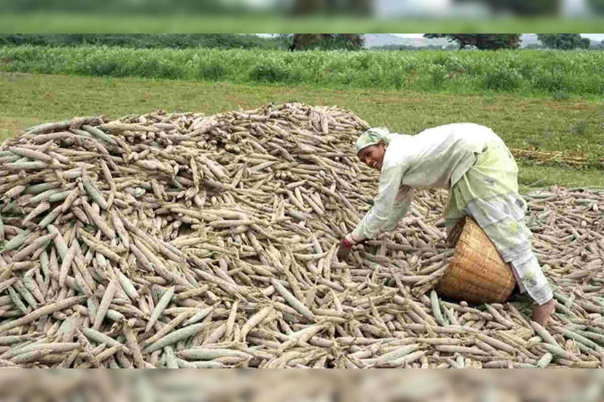 Millet Farming