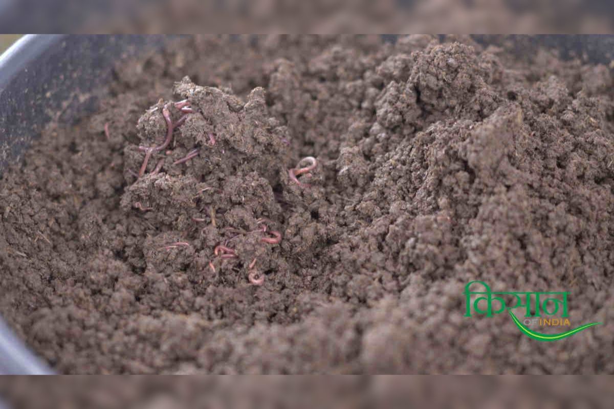 Vermicompost Business