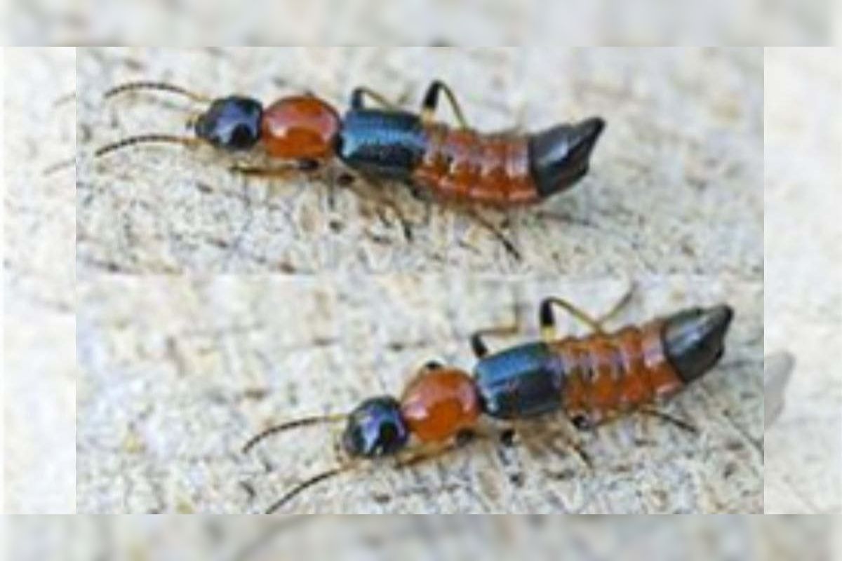 Nairobi Fly