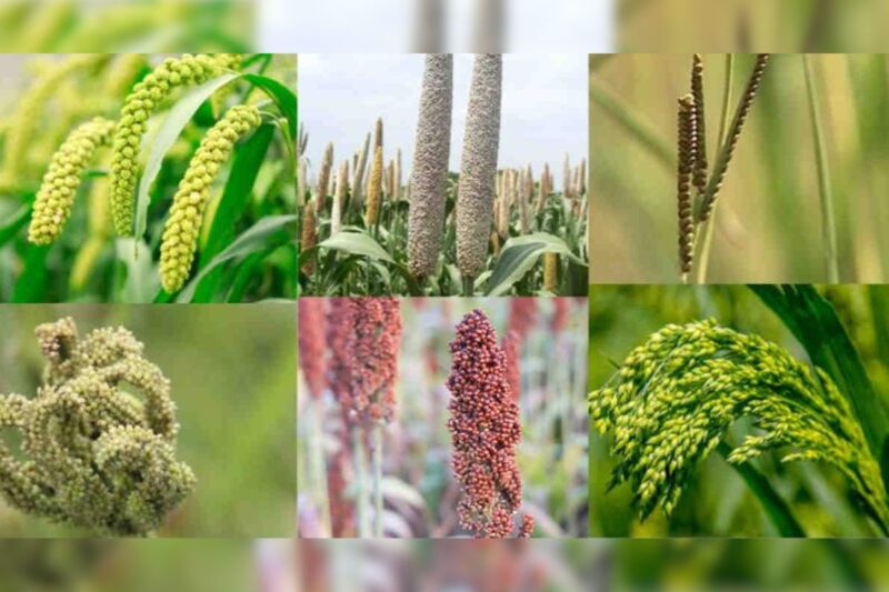 Foxtail Millet: How will the farmers of Bihar benefit from the advanced cultivation of Kangni crop, how to sow? Know full information