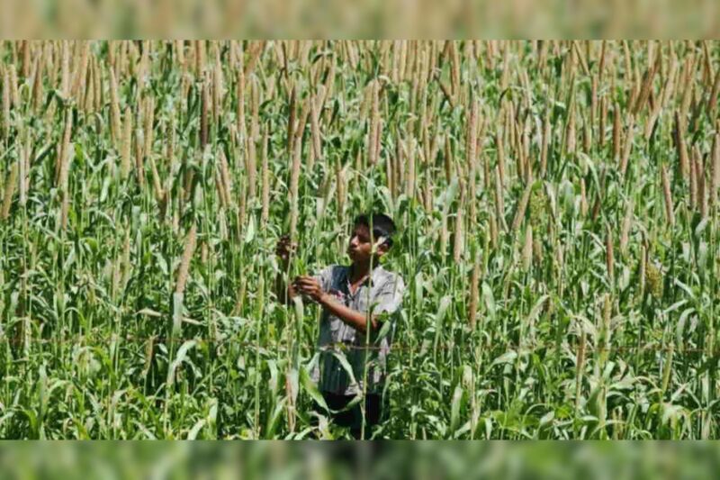Brown Top Millet Farming: Know what is the advanced method of cultivating brown top millet?