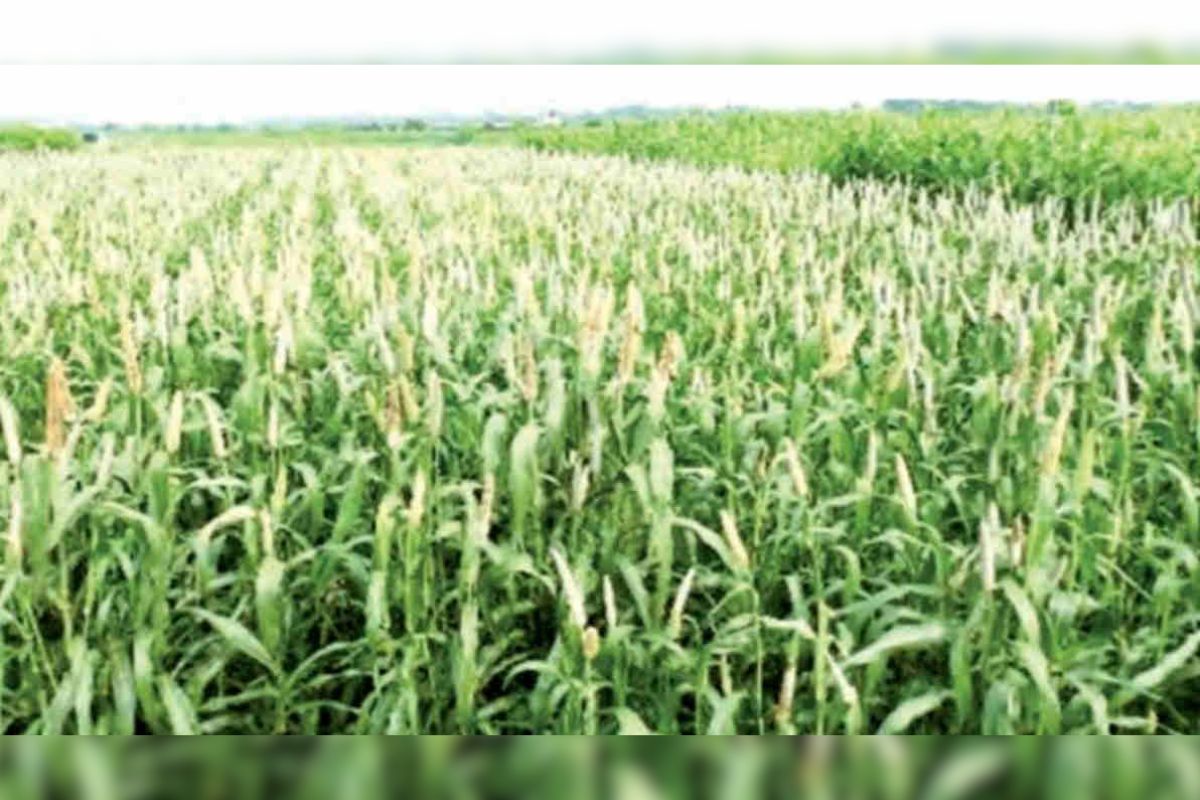 Millets Farming