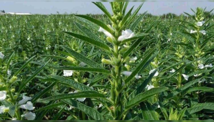 Sesame Cultivation: Sesame farming business model, schemes and where is the market?