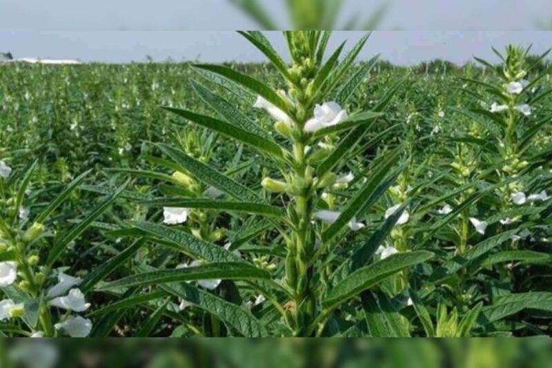 Sesame Cultivation: Sesame farming business model, schemes and where is the market?