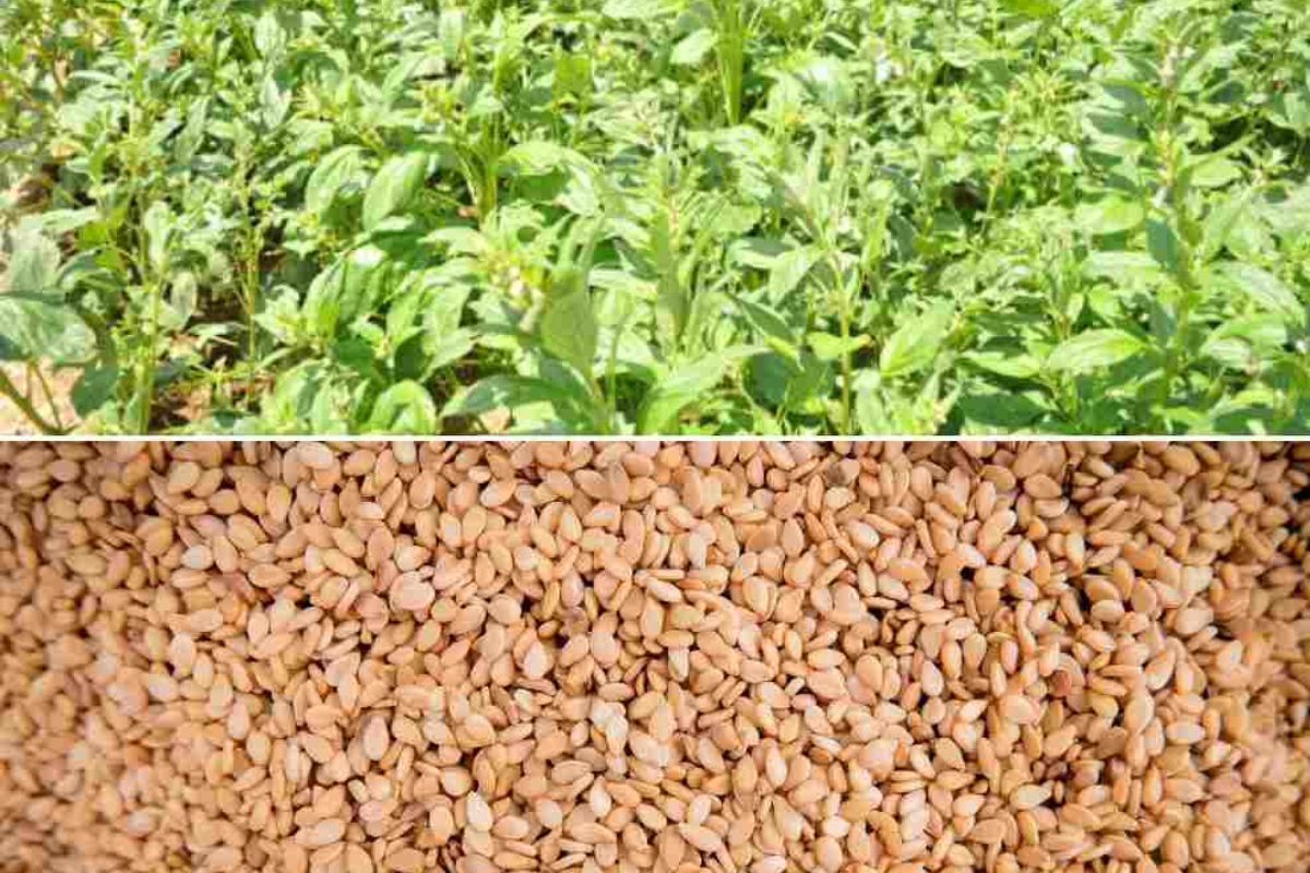 Sesame Cultivation