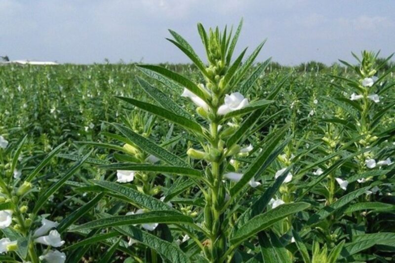 Sesame Cultivation