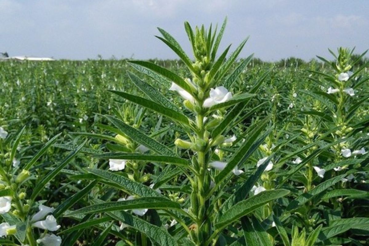Sesame Cultivation