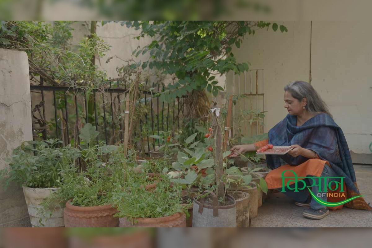 Kitchen Garden