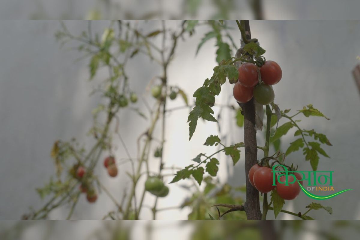 Kitchen Garden