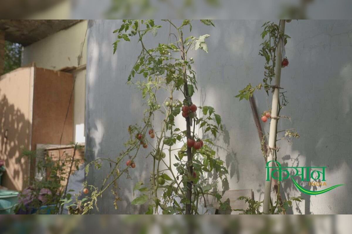 Kitchen Garden