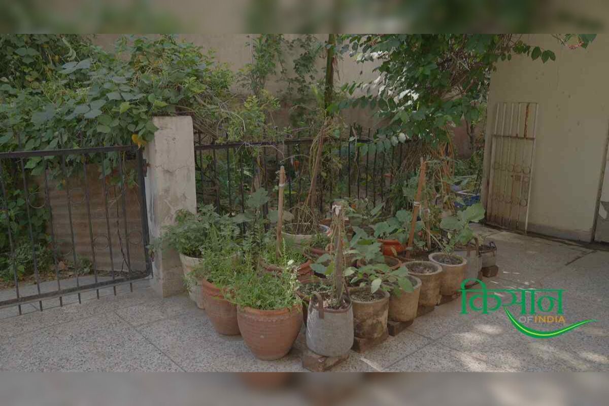 Kitchen Garden