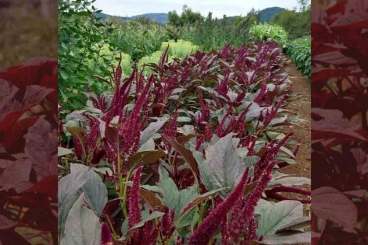 Amaranth Cultivation
