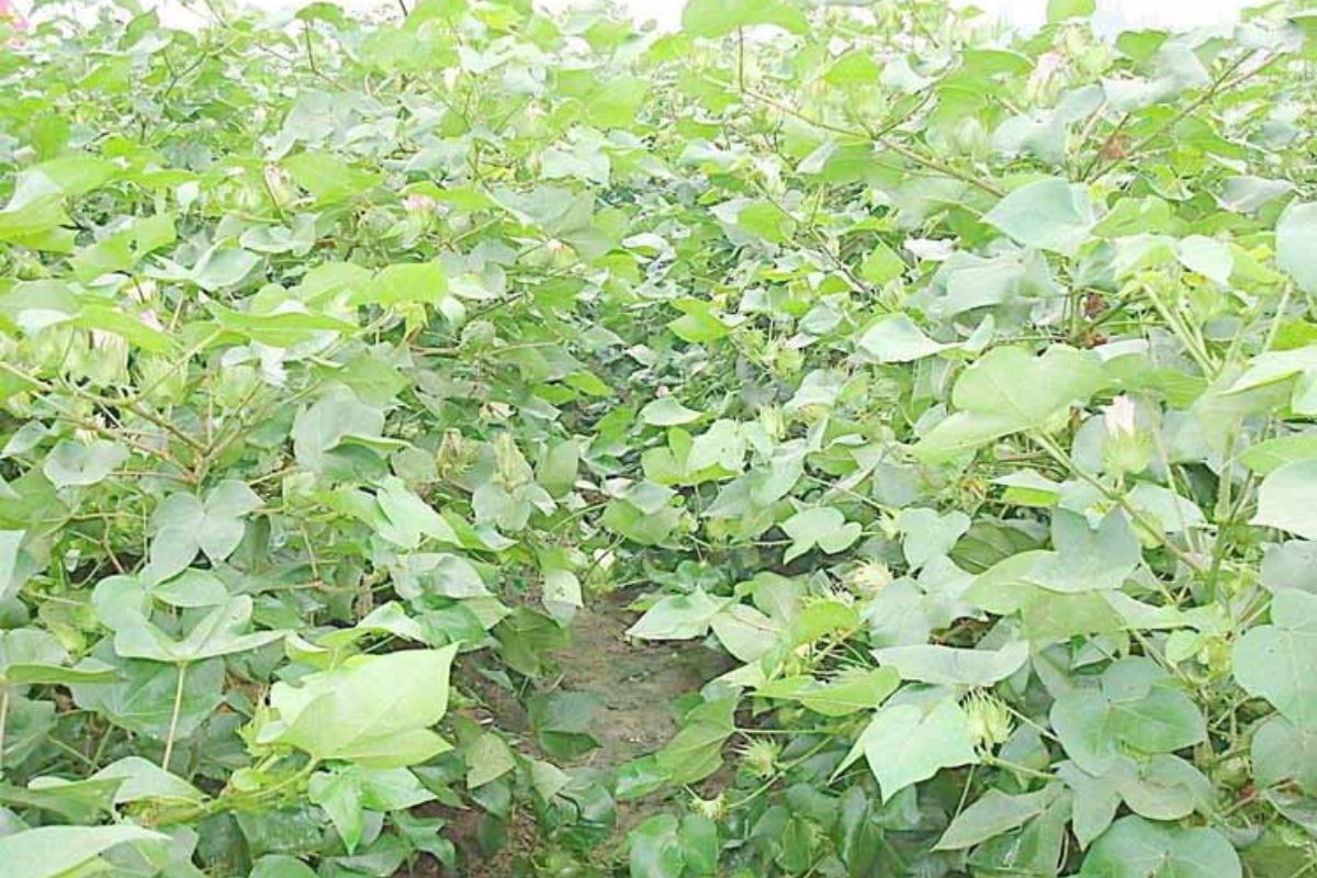 Cotton Farming