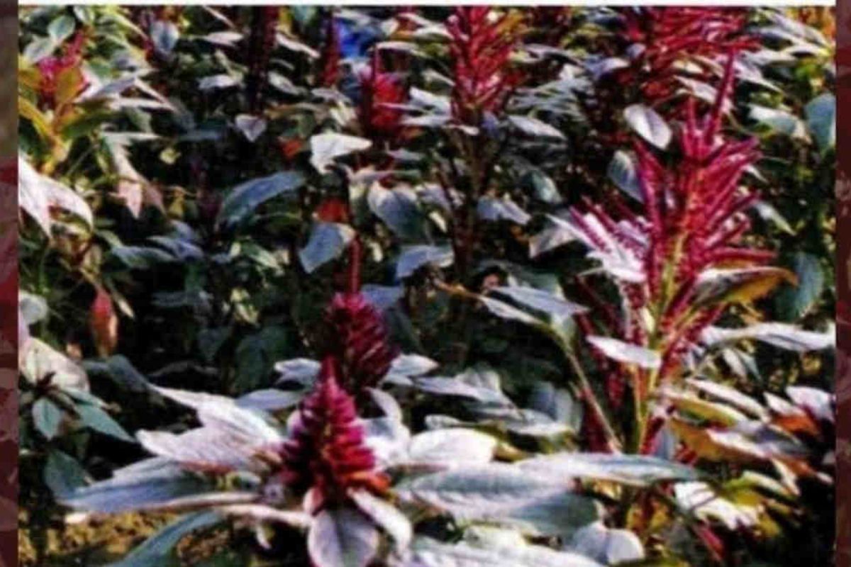 Amaranth Cultivation