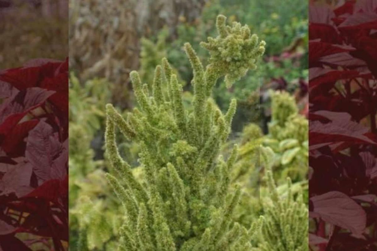 Amaranth Cultivation