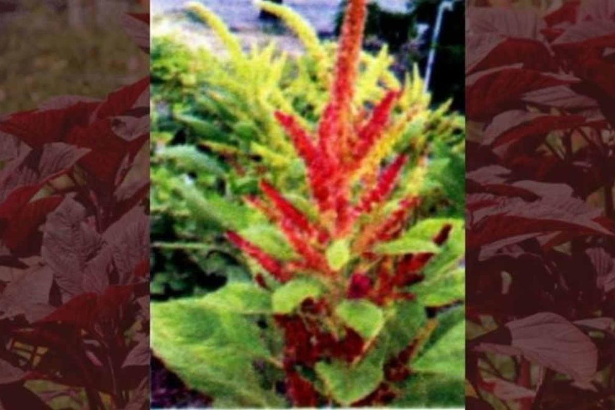 Amaranth Cultivation